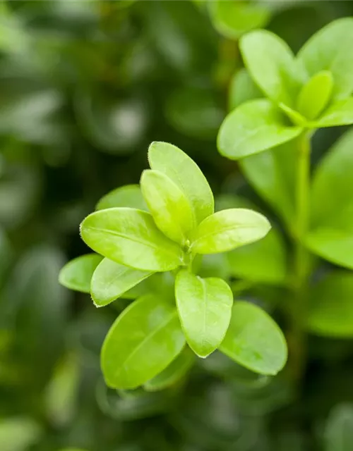 Buxus sempervirens