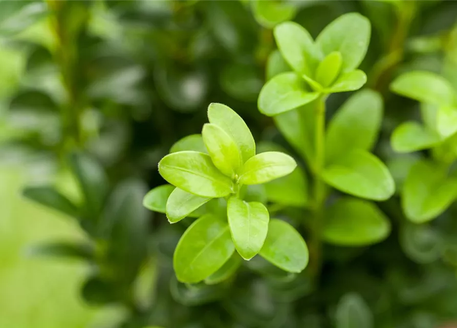 Buxus sempervirens