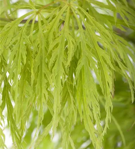 Acer palmatum 'Dissectum'