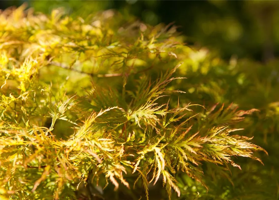 Acer palmatum 'Dissectum'