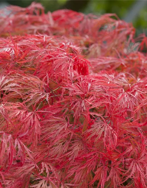 Acer palmatum 'Dissectum'