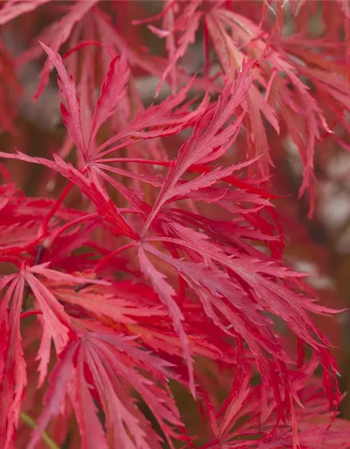 Acer palmatum 'Dissectum'