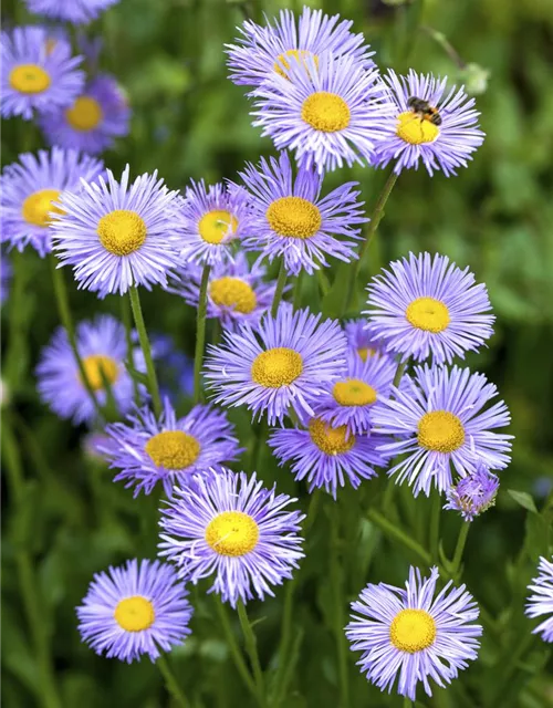 Aster dumosus