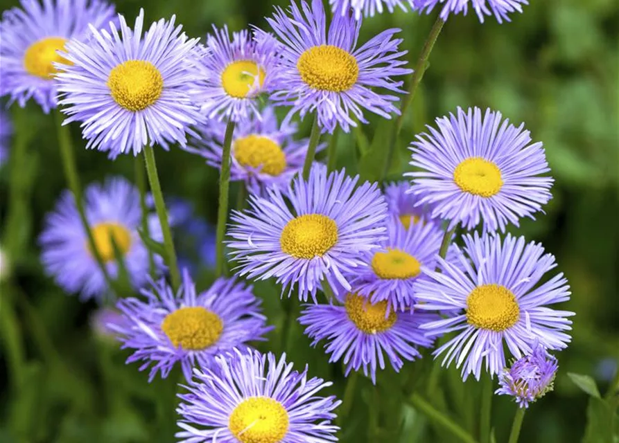 Aster dumosus