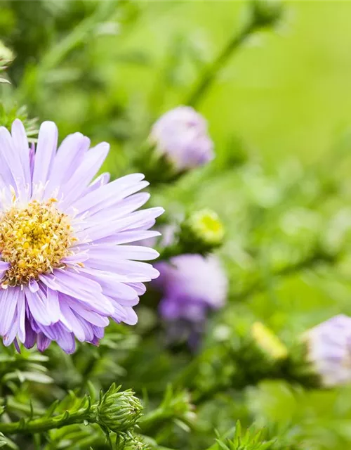 Aster dumosus