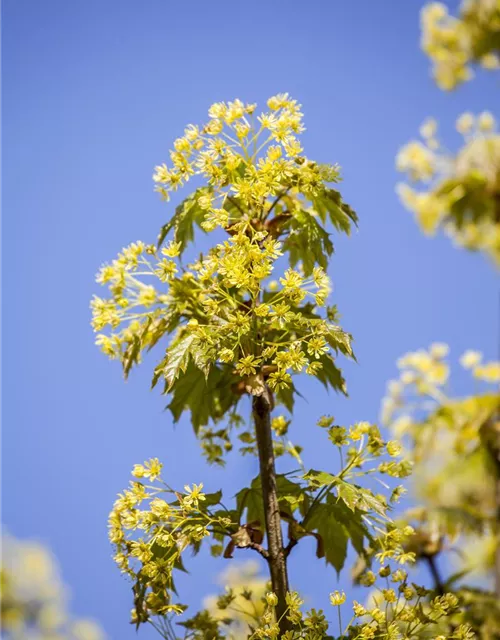 Acer platanoides