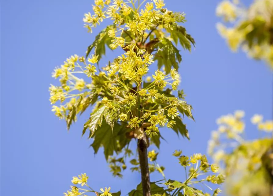 Acer platanoides