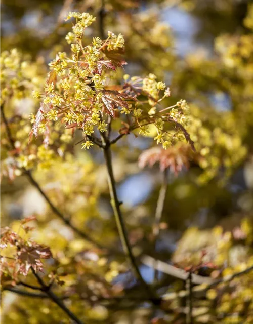 Acer platanoides