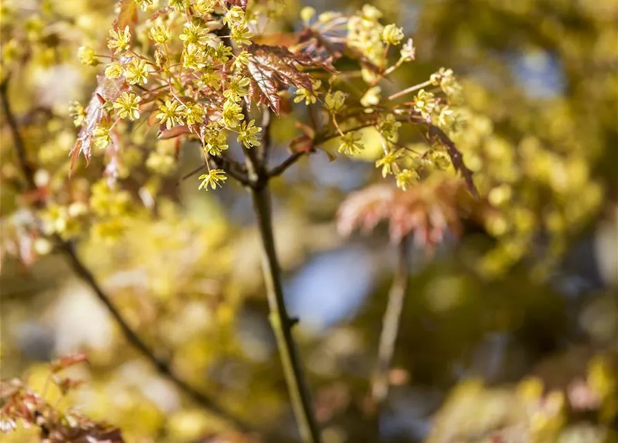 Acer platanoides