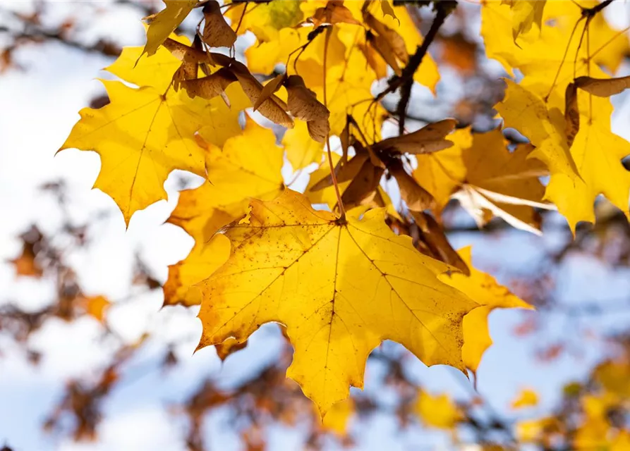 Acer platanoides