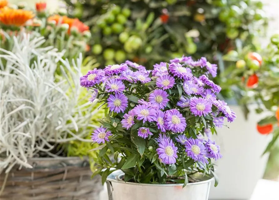 Aster dumosus, blau