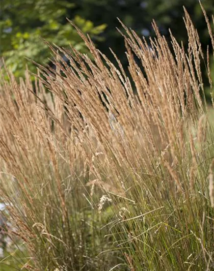 Calamagrostis x acutiflora