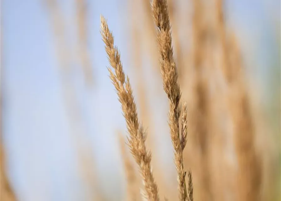 Calamagrostis x acutiflora 'Karl Foerster'