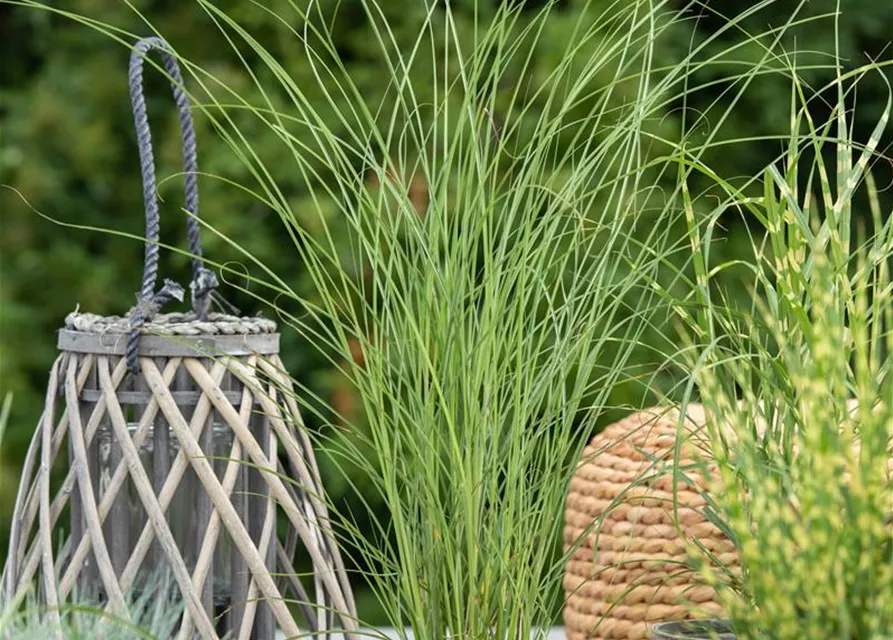 Calamagrostis x acutiflora