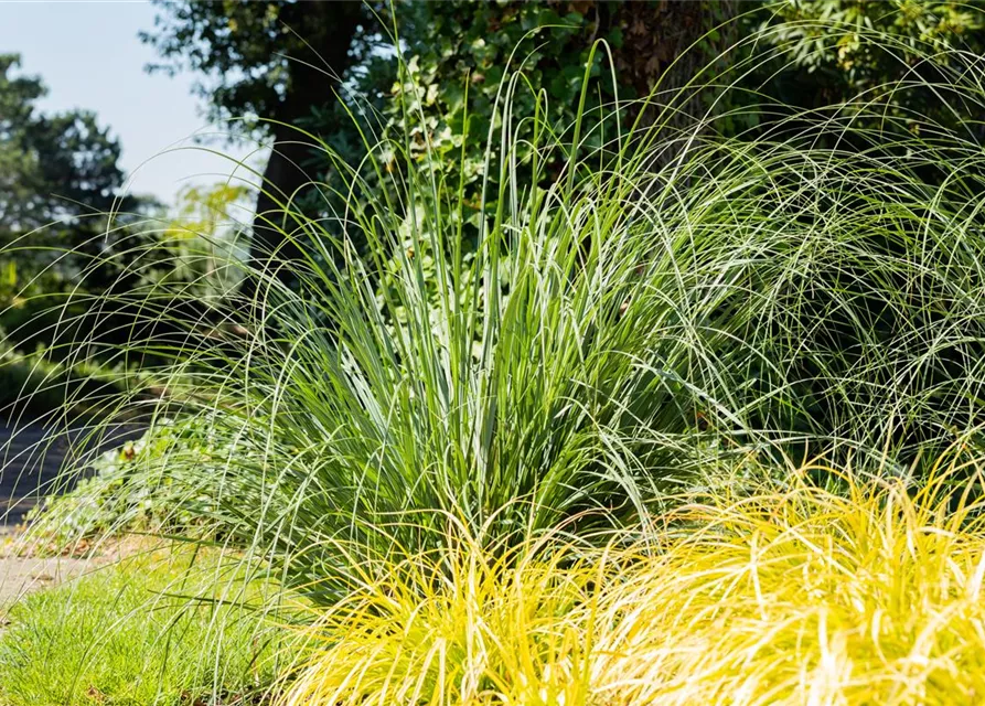 Calamagrostis x acutiflora