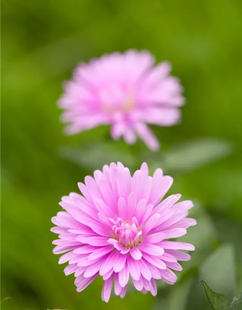 Aster dumosus, rosa