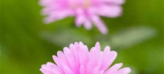 Aster novi-belgii, rosa