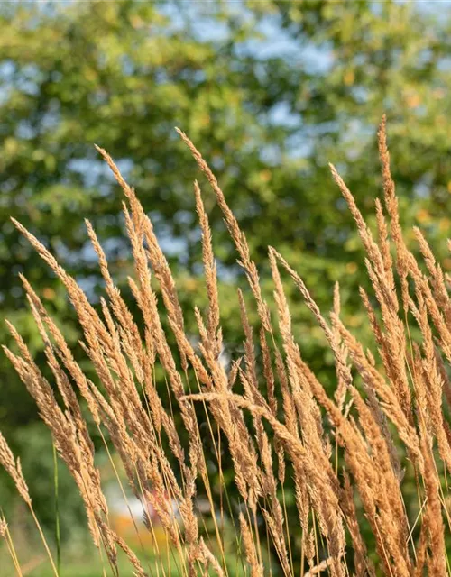 Calamagrostis x acutiflora 'Karl Foerster'