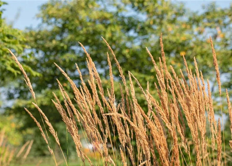 Calamagrostis x acutiflora 'Karl Foerster'