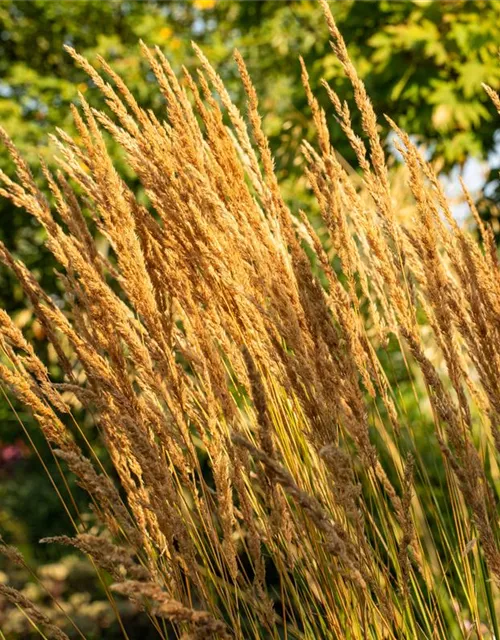 Calamagrostis x acutiflora 'Karl Foerster'