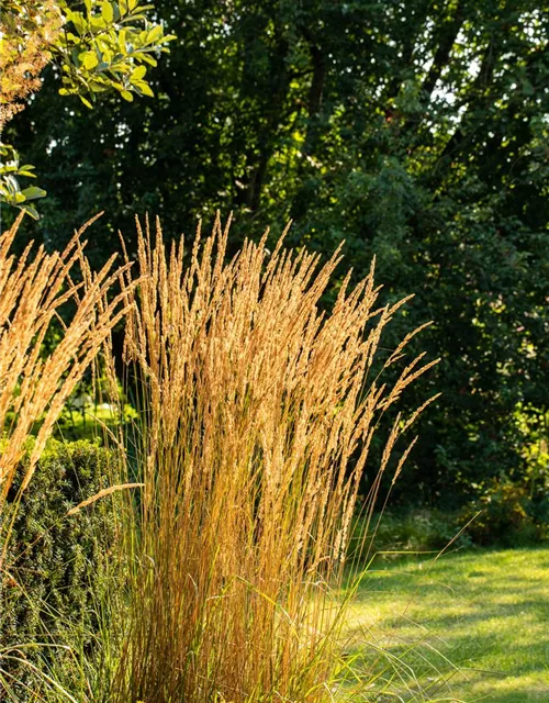 Calamagrostis x acutiflora 'Karl Foerster'