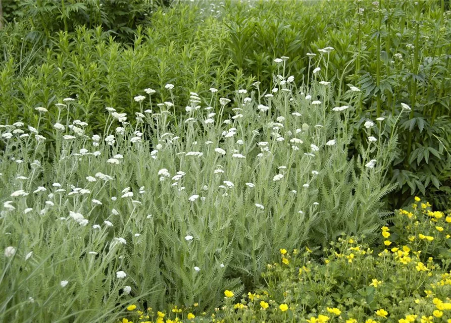 Achillea millefolium