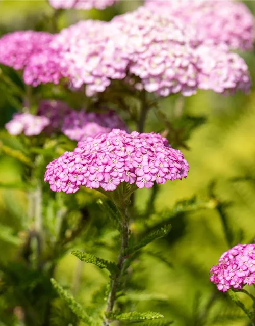 Achillea millefolium