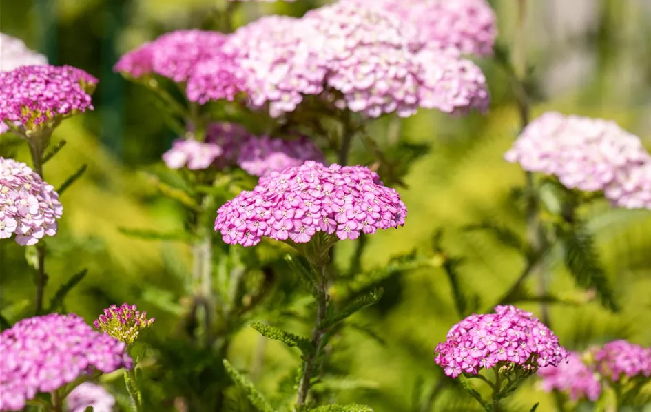 Achillea millefolium