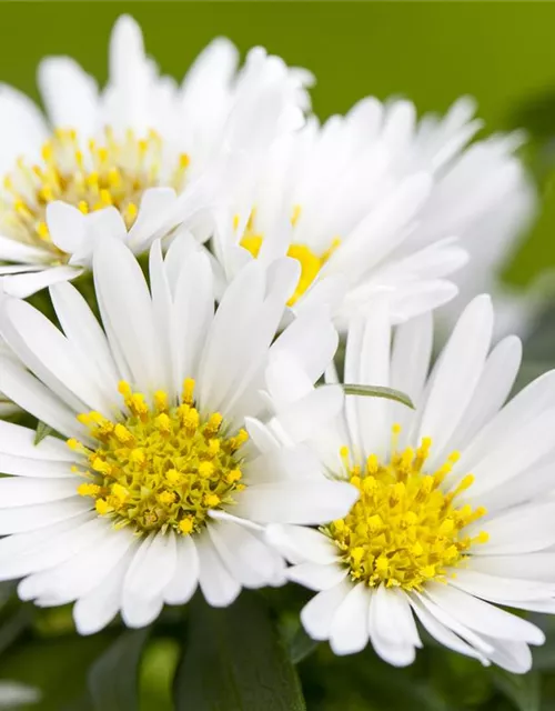 Aster novi-belgii, weiß