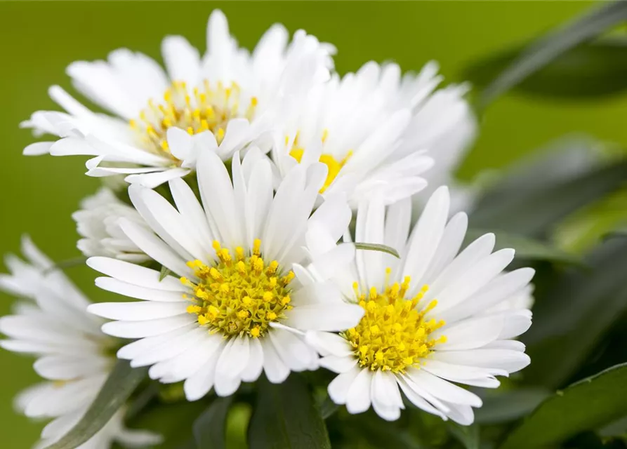 Aster novi-belgii, weiß