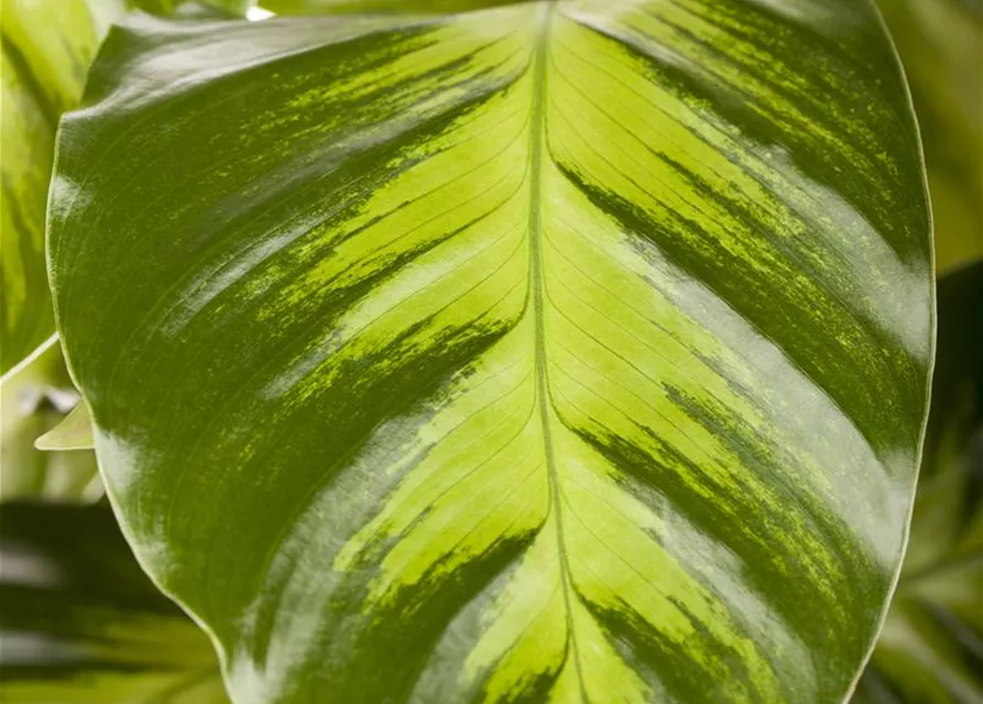 Calathea