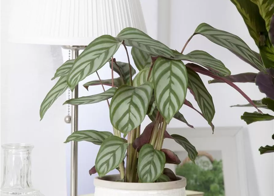 Calathea