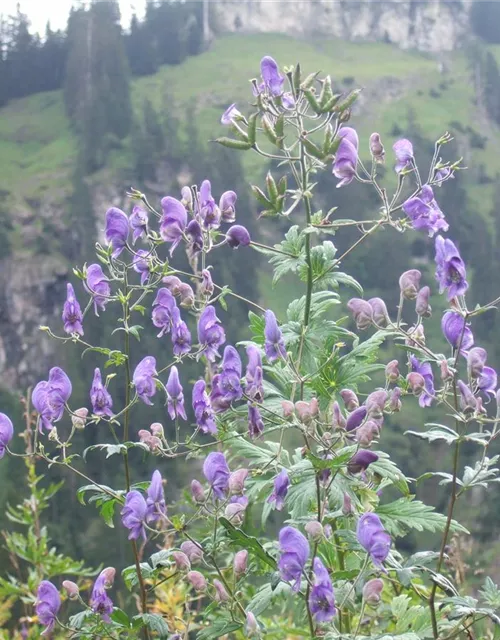 Aconitum napellus