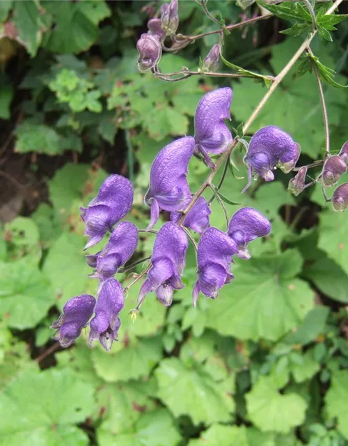 Aconitum napellus