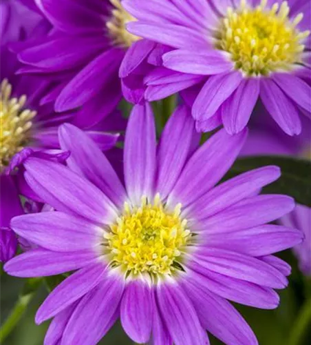 Aster novi-belgii