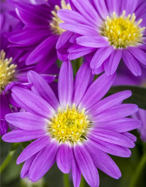 Aster novi-belgii