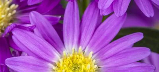 Aster novi-belgii