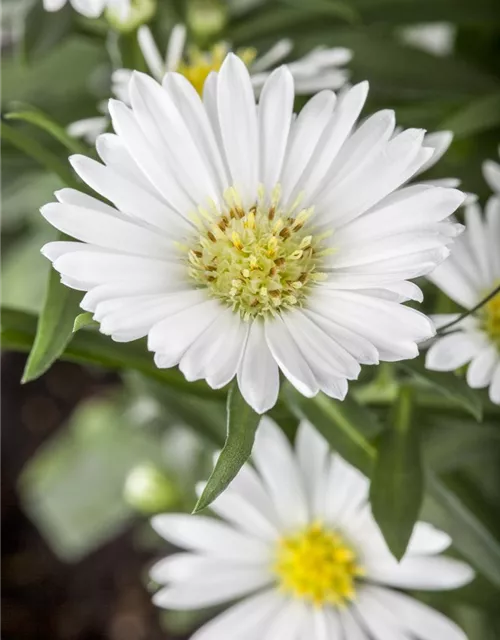 Aster novi-belgii