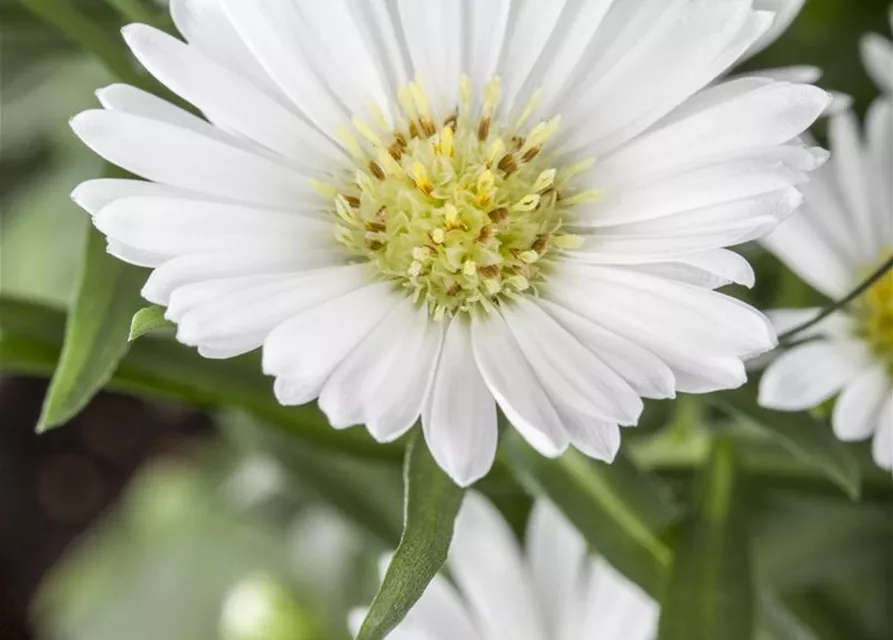 Aster novi-belgii