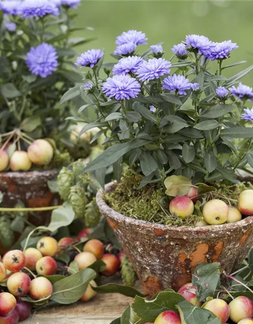 Aster novi-belgii