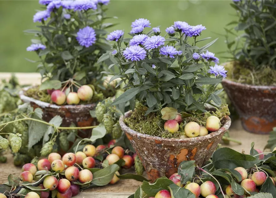 Aster novi-belgii