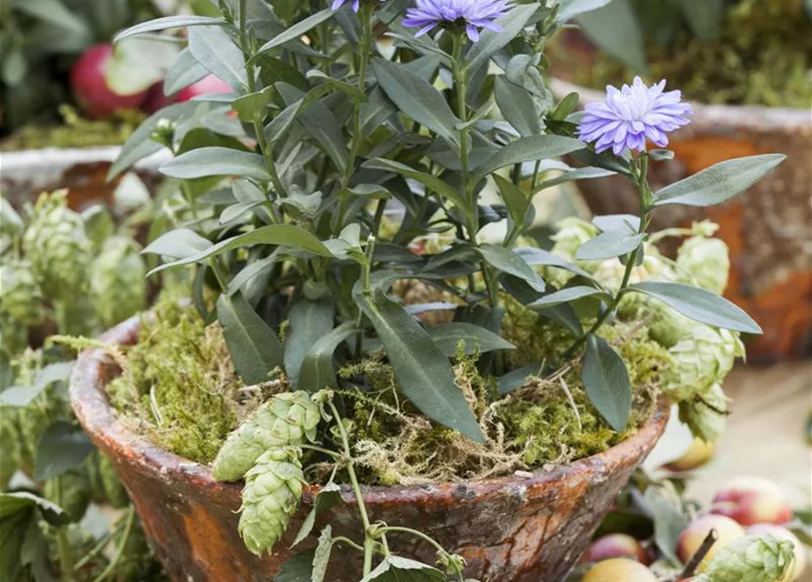 Aster novi-belgii