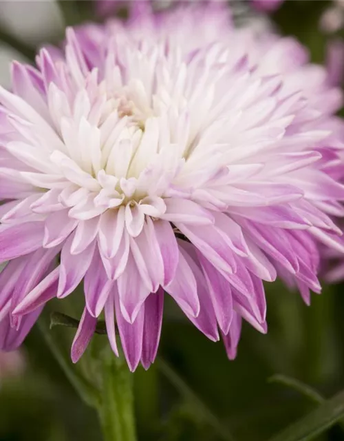 Aster novi-belgii