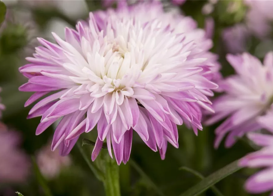 Aster novi-belgii