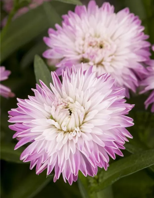 Aster novi-belgii