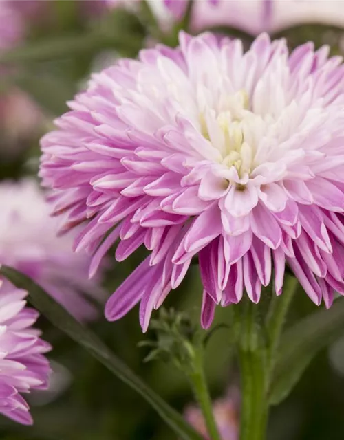 Aster novi-belgii