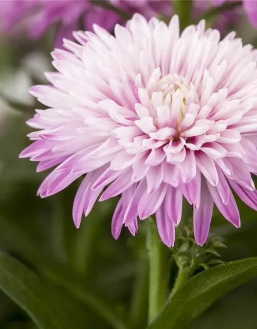 Aster novi-belgii