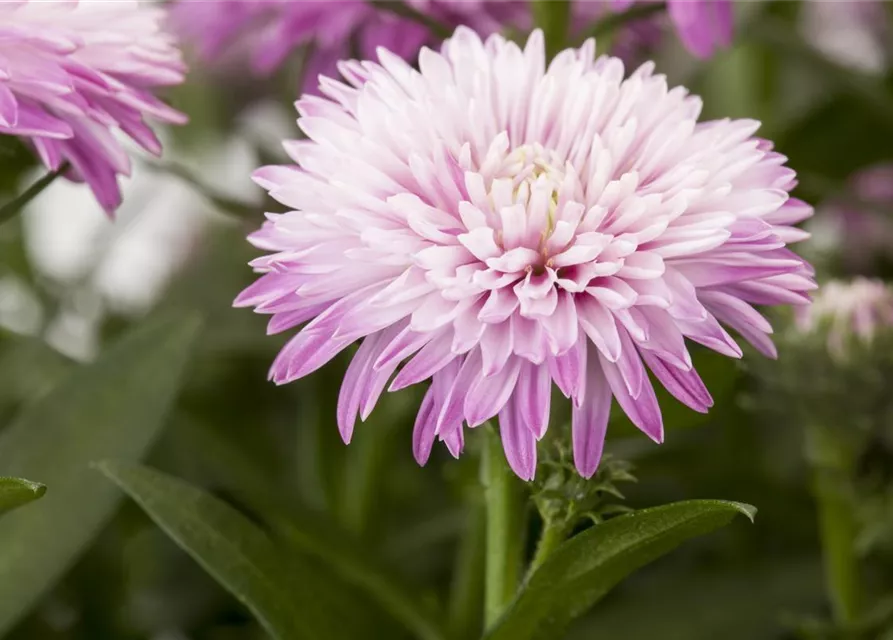 Aster novi-belgii