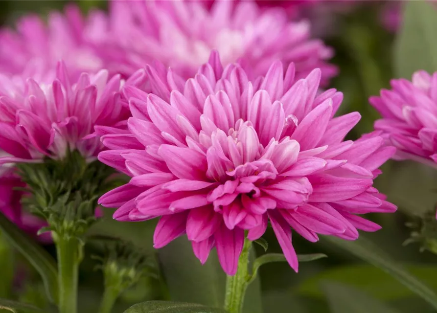 Aster novi-belgii