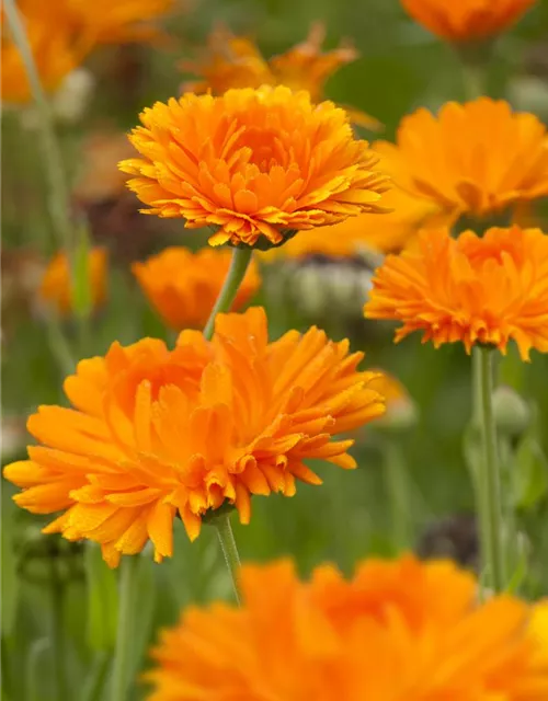 Calendula officinalis